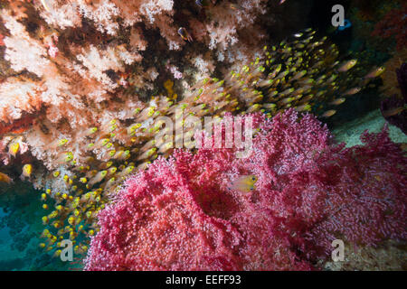 Fischschwarm Pygmäen-Kehrmaschine, beginnt Ransonneti, Triton Bay, West Papua, Indonesien Stockfoto