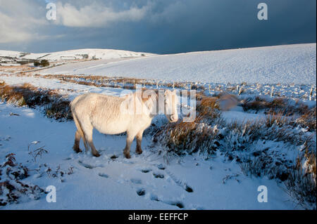 Mynydd Epynt, Powys, UK. 17. Januar 2015. Eine Creme farbige Welsh Pony Futter Gras unter dem Schnee. In Mid-Wales gab es eine Nacht Schneefall am hohen Land. Bildnachweis: Graham M. Lawrence/Alamy Live-Nachrichten. Stockfoto