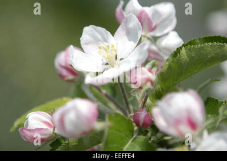 Fruehling, Baum, Zweig, Ast, Apfelbluete, Bluehend, Blühend, Bluehen, Blühen, Blueten, Blüten, Weiss, Natur, Frühling, Natur, Stockfoto