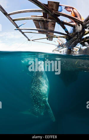 Fischer-Feeds Walhai, Rhincodon Typus, Triton Bay, West Papua, Indonesien Stockfoto