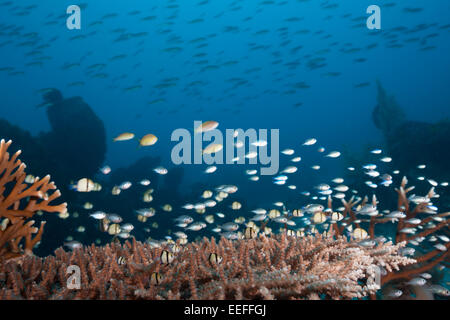 Verschiedene Coralfishes über verzweigten Korallen, Tanimbar-Inseln, Molukken, Indonesien Stockfoto