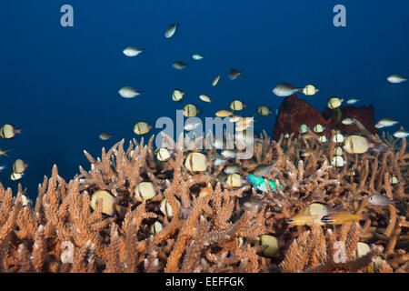 Verschiedene Coralfishes über verzweigten Korallen, Tanimbar-Inseln, Molukken, Indonesien Stockfoto