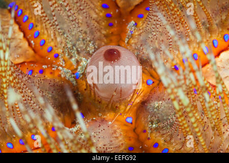 Detail des Feuers Urchin Asthenosoma Varium, Ambon, Molukken, Indonesien Stockfoto