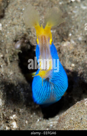 Multifunktionsleisten-Aal, Rhinomuraena Quaesita, Ambon, Molukken, Indonesien Stockfoto