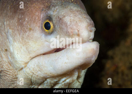 Weiße Muränen, Gymnothorax SP., Ambon, Molukken, Indonesien Stockfoto