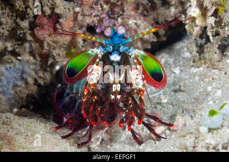 Fangschreckenkrebse, Odontodactylus Scyllarus, Ambon, Molukken, Indonesien Stockfoto