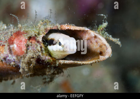 Gestreifter Blenny versteckt sich in einem Rohr, Petroscirtes Breviceps, Ambon, Molukken, Indonesien Stockfoto