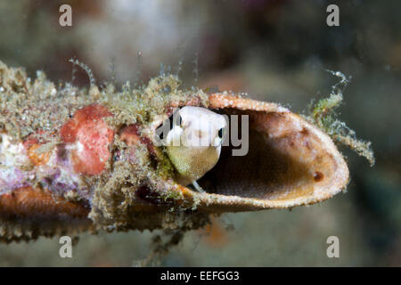 Gestreifter Blenny versteckt sich in einem Rohr, Petroscirtes Breviceps, Ambon, Molukken, Indonesien Stockfoto