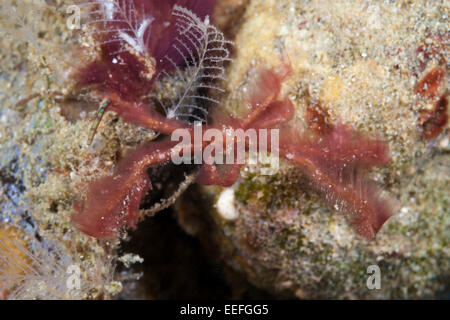 Orang Utan Seespinnen, Achaeus Japonicus, Ambon, Molukken, Indonesien Stockfoto