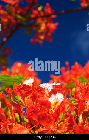 Ein Royal Poinciana im madagassischen Sonnenlicht Stockfoto