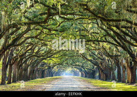 Savannah, Georgia, USA Eiche, von Bäumen gesäumten Straße im historischen Wormsloe Plantage. Stockfoto