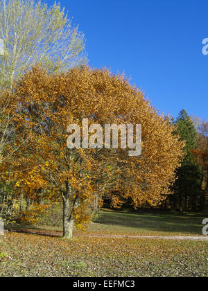 Baum, Baeume, Herbst, Herbstlaub, Blaetter, Farbe, Gelb, Gruen, Jahreszeiten, Natur, Landschaft, Stimmung, Ruhe, Stille Stockfoto