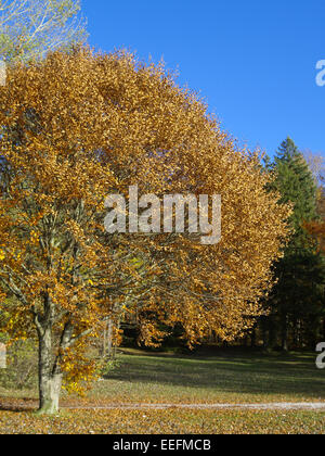 Baum, Baeume, Herbst, Herbstlaub, Blaetter, Farbe, Gelb, Gruen, Jahreszeiten, Natur, Landschaft, Stimmung, Ruhe, Stille Stockfoto