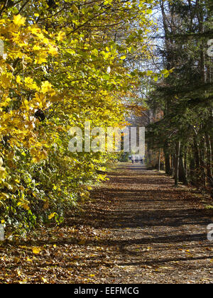 Baum, Baeume, Herbst, Herbstlaub, Blaetter, Farbe, Gelb, Gruen, Jahreszeiten, Natur, Landschaft, Stimmung, Ruhe, Stille Stockfoto