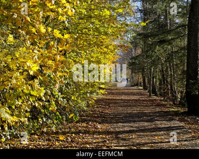 Baum, Baeume, Herbst, Herbstlaub, Blaetter, Farbe, Gelb, Gruen, Jahreszeiten, Natur, Landschaft, Stimmung, Ruhe, Stille Stockfoto