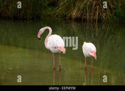 Flamingos in einem tropischen Teich füttern Stockfoto