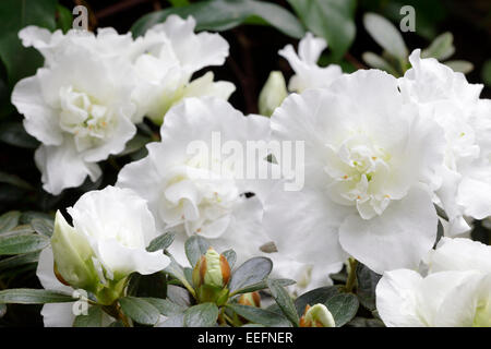 Rhododendron simsii Stockfoto