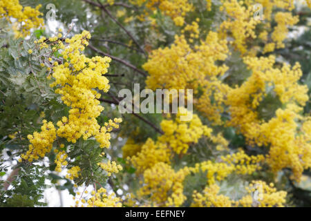 Acacia Baileyana Purpurea Stockfoto