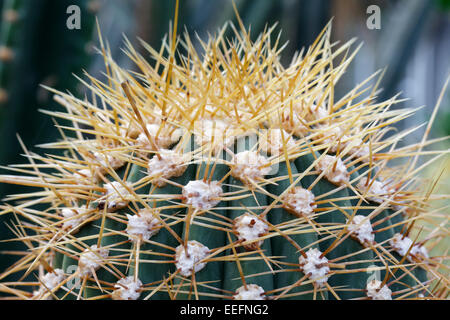 Trichocereus nomenklatorisches Stockfoto