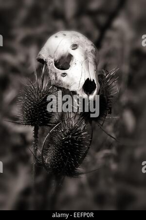 kleine tierische Schädel auf stachelige tot Blume Stockfoto