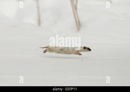 Weibliche zumindest Wiesel laufen im Schnee Stockfoto