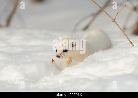 Winter zumindest Wiesel durchläuft die Schneewehe Stockfoto