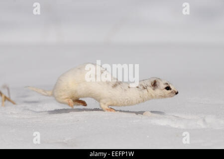 Winter zumindest Wiesel laufen im Schnee Stockfoto