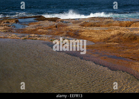 Einen Ausschnitt aus einem Rockpool treffen den Ozean in Sydney, Australien Stockfoto