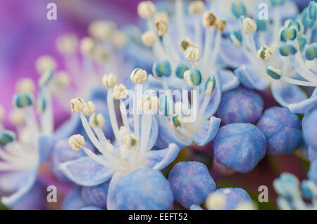 Makroaufnahme der Staubblätter der Hortensie Blumen Stockfoto