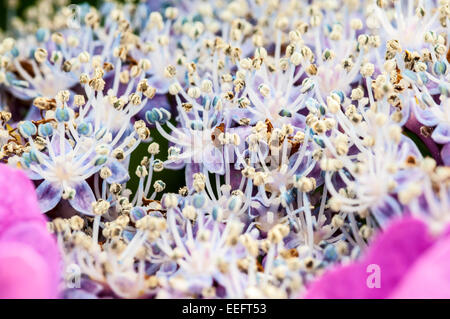 Makroaufnahme der Staubblätter der Hortensie Blumen Stockfoto