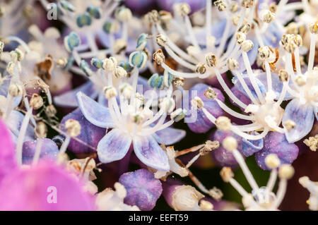 Makroaufnahme der Staubblätter der Hortensie Blumen Stockfoto