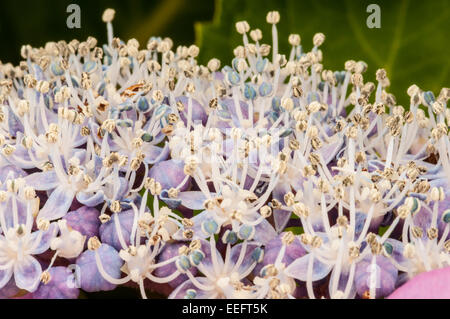 Makroaufnahme der Staubblätter der Hortensie Blumen Stockfoto