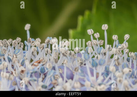 Makroaufnahme der Staubblätter der Hortensie Blumen Stockfoto