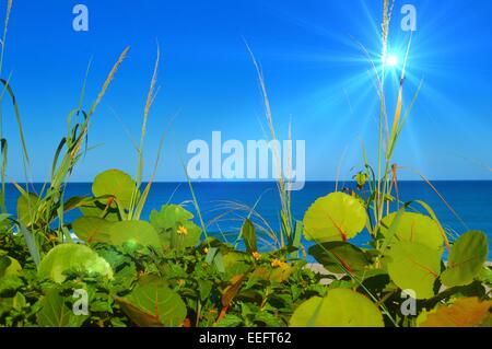 Laub am Meer Stockfoto