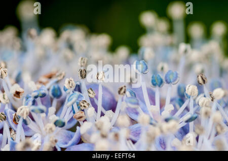 Makroaufnahme der Staubblätter der Hortensie Blumen Stockfoto