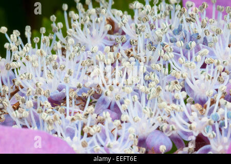 Makroaufnahme der Staubblätter der Hortensie Blumen Stockfoto