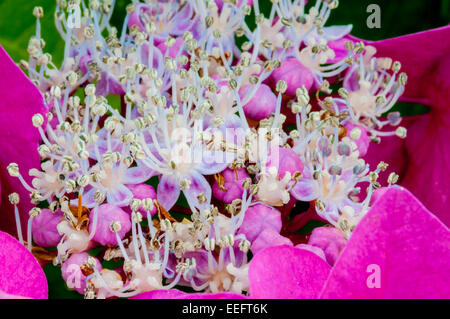 Makroaufnahme der Staubblätter der Hortensie Blumen Stockfoto