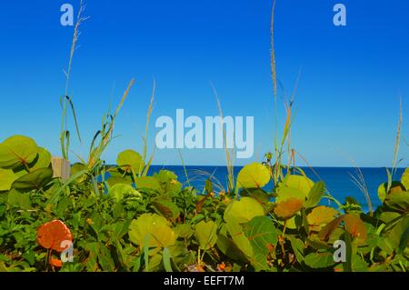 schöne Strand-Szene Stockfoto