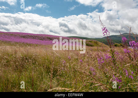 Rosebay Weidenröschen Blüte von Carron-Valley Reservoir, Stirling, Schottland Stockfoto
