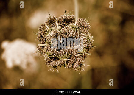 Wenn die Blüten der Wilden Möhre - Daucus Carota - Samenköpfe zuwenden, sie locken rund um das Zentrum & dann absetzen als tumbleweed Stockfoto