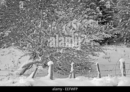 Gefallenen Silver Birch Tree bedeckt im Schnee auf Creag Innis eine Daimh Dhuibh Stockfoto