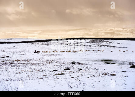 Clapham, North Yorkshire, UK. 17. Jan 2015. Unter einem stürmischen Himmel, ein Bauer bringt Futter für seine Schafe auf der schneebedeckten Heide in der Nähe von Clapham, Yorkshire Dales National Park, Großbritannien Stockfoto