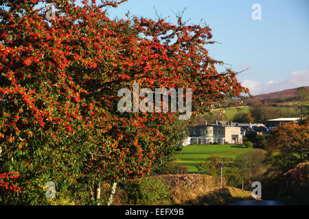 Eine Eberesche mit roten Beeren und einem herrschaftlichen Haus in der Ferne. Stockfoto