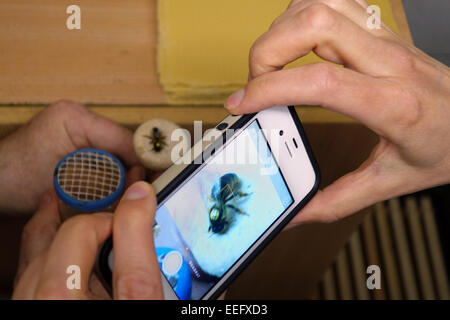 Berlin, Deutschland, und Honigbienen auf einer Honigwabe Bienenkoenigin Stockfoto