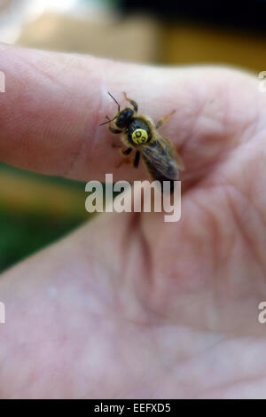 Berlin, Deutschland, Bienenkoenigin mit gelben Zettel Jahreszahl wird fotografiert Stockfoto