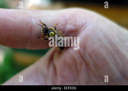 Berlin, Deutschland, Bienenkoenigin mit gelben Zettel Jahr markieren auf einer hand Stockfoto