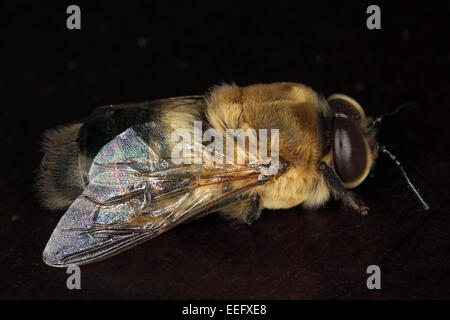 Berlin, Deutschland, Toten Drohne Stockfoto