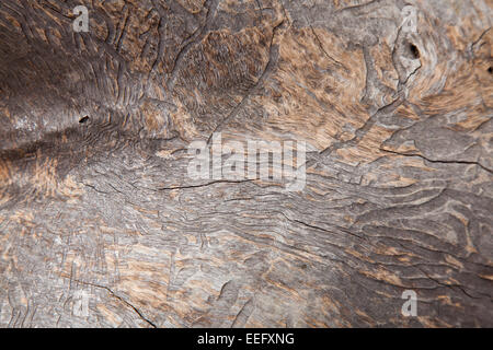 Borkenkäfer Muster auf einem toten Eukalyptus trunk Stockfoto