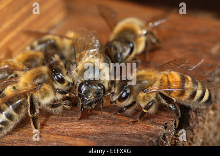 Berlin, Deutschland, Honigbienen in Essen übertragen Stockfoto