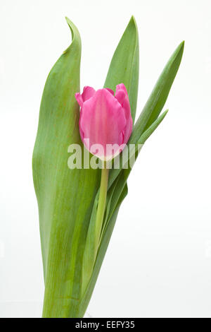 Magenta Tulpe isoliert auf weißem Hintergrund Stockfoto